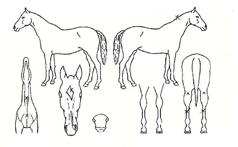 ´ë°±¹ÀÇ Ãø¸é,¿ì¸é,µÞ¸é,µÎ»ó,´Ù¸®ÀÇ Æ¯Â¡µµÇØ