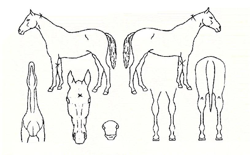 ¼±Áø°È£ÀÇ Ãø¸é,¿ì¸é,µÞ¸é,µÎ»ó,´Ù¸®ÀÇ Æ¯Â¡µµÇØ