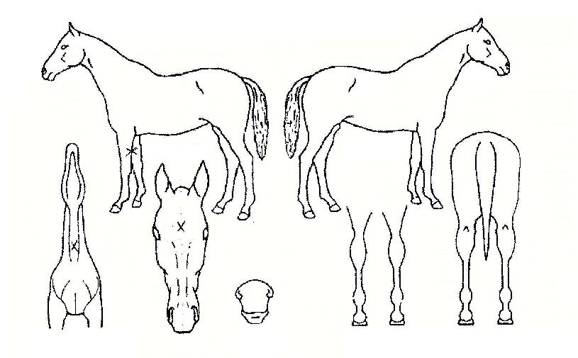 Àӯ䏮¾ó¶¯½ºÀÚ¸¶ÀÇ Ãø¸é,¿ì¸é,µÞ¸é,µÎ»ó,´Ù¸®ÀÇ Æ¯Â¡µµÇØ