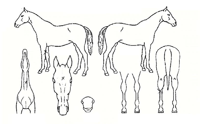 Ŭ���õ��ڸ��� ����,���,�޸�,�λ�,�ٸ��� Ư¡����