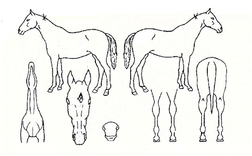 ���������� ����,���,�޸�,�λ�,�ٸ��� Ư¡����