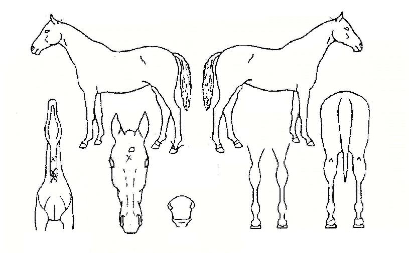 ĳ���� ����,���,�޸�,�λ�,�ٸ��� Ư¡����