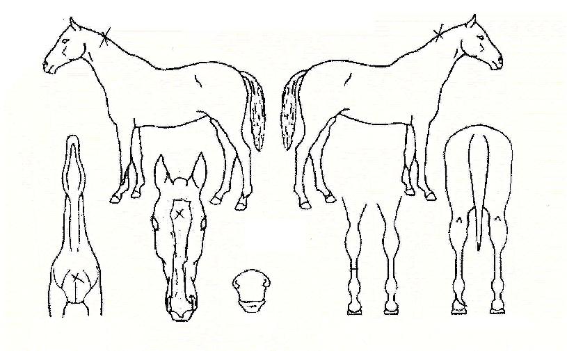 ��������� ����,���,�޸�,�λ�,�ٸ��� Ư¡����