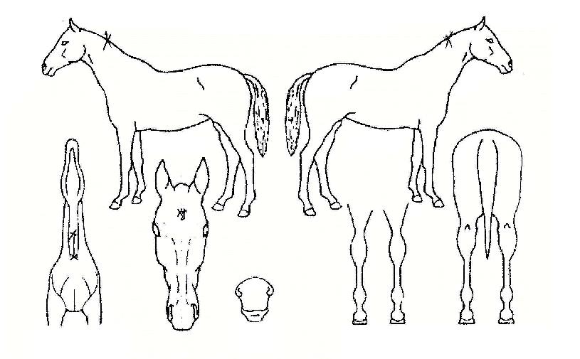 ������� ����,���,�޸�,�λ�,�ٸ��� Ư¡����