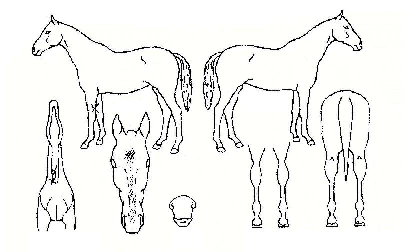 ½½·¹ÀÌÅ©ÀÇ Ãø¸é,¿ì¸é,µÞ¸é,µÎ»ó,´Ù¸®ÀÇ Æ¯Â¡µµÇØ