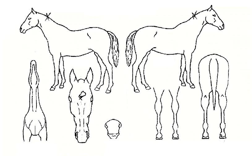 ¾Æ¸§¹Ù´ÙÀÇ Ãø¸é,¿ì¸é,µÞ¸é,µÎ»ó,´Ù¸®ÀÇ Æ¯Â¡µµÇØ