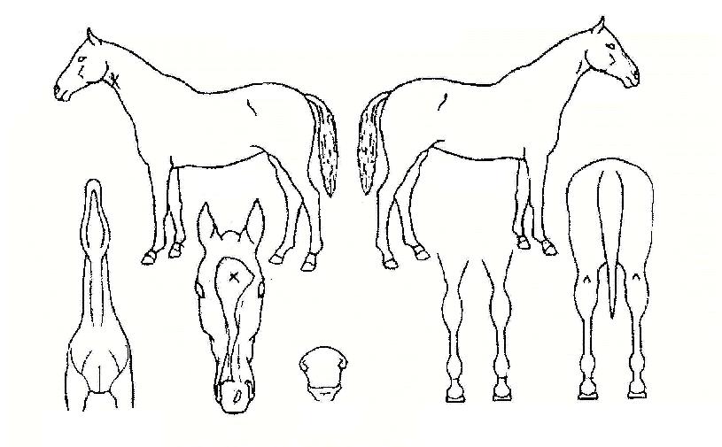 ½º¸¶Æ®Ã¨ÇÁÀÇ Ãø¸é,¿ì¸é,µÞ¸é,µÎ»ó,´Ù¸®ÀÇ Æ¯Â¡µµÇØ