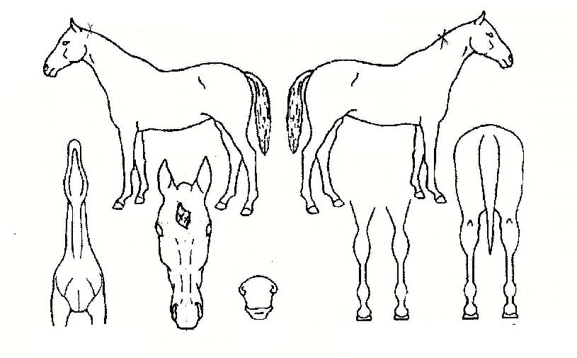 ¿Õ²ÉÀÇ Ãø¸é,¿ì¸é,µÞ¸é,µÎ»ó,´Ù¸®ÀÇ Æ¯Â¡µµÇØ