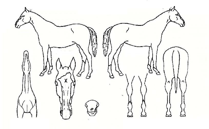 ¾îµå¹ÙÀ̽ºÀÇ Ãø¸é,¿ì¸é,µÞ¸é,µÎ»ó,´Ù¸®ÀÇ Æ¯Â¡µµÇØ