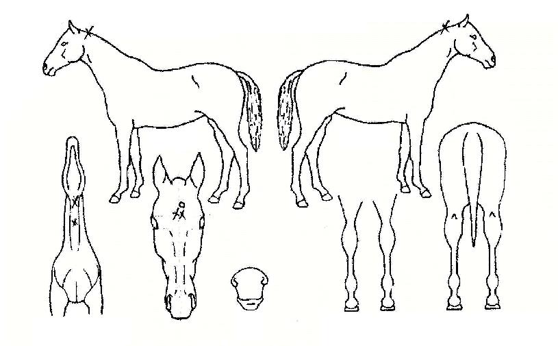 ¸¶´Ï¾ÆÀÇ Ãø¸é,¿ì¸é,µÞ¸é,µÎ»ó,´Ù¸®ÀÇ Æ¯Â¡µµÇØ