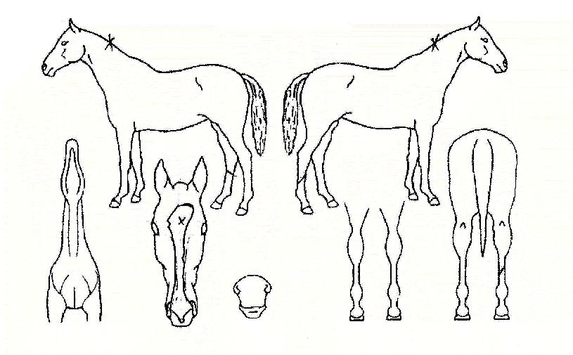 �����ڹ̼��ڸ��� ����,���,�޸�,�λ�,�ٸ��� Ư¡����