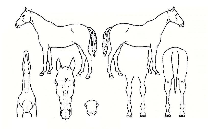 ����Ư���� ����,���,�޸�,�λ�,�ٸ��� Ư¡����