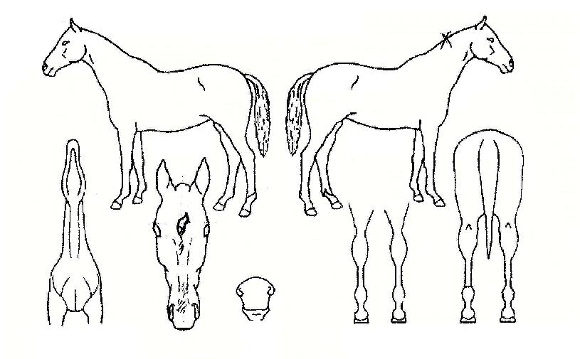 �ѾƸ��� ����,���,�޸�,�λ�,�ٸ��� Ư¡����