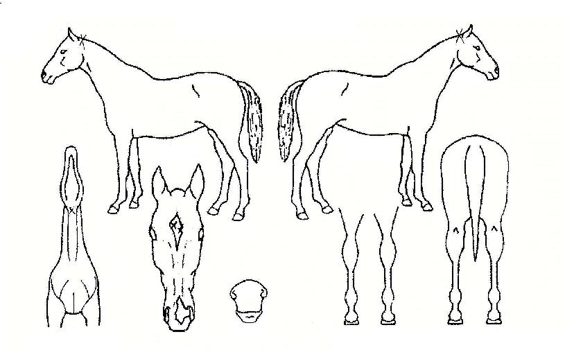 ¹«Çѱâ´ëÀÇ Ãø¸é,¿ì¸é,µÞ¸é,µÎ»ó,´Ù¸®ÀÇ Æ¯Â¡µµÇØ