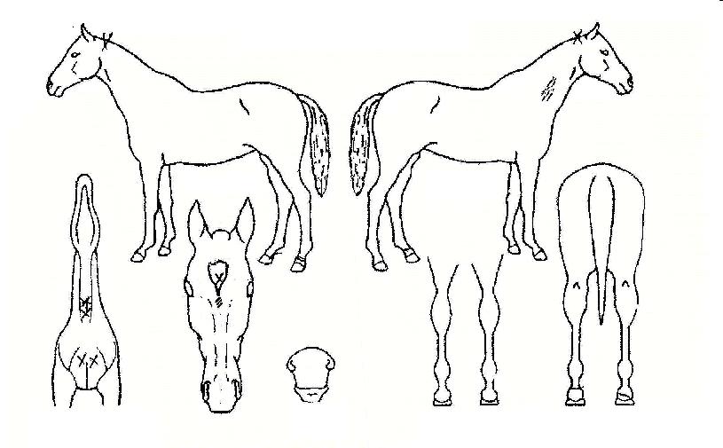 Äܵµ¶óÀÚ¸¶ÀÇ Ãø¸é,¿ì¸é,µÞ¸é,µÎ»ó,´Ù¸®ÀÇ Æ¯Â¡µµÇØ