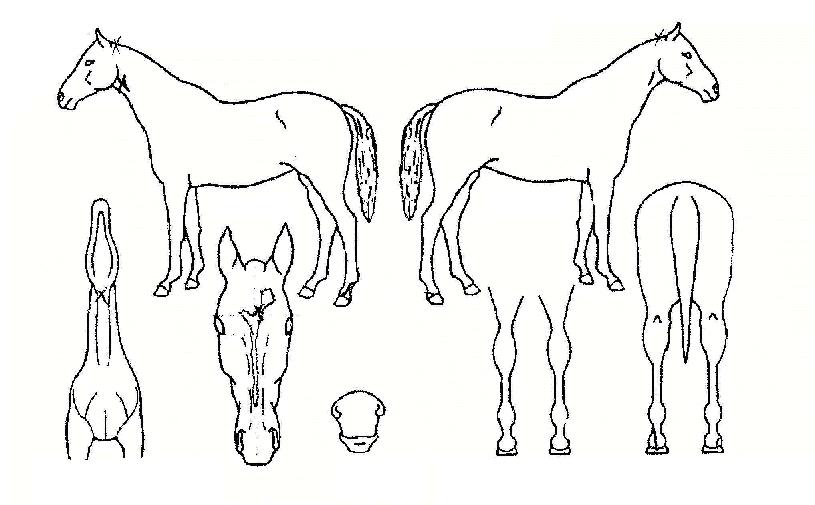 ����ǳ�� ����,���,�޸�,�λ�,�ٸ��� Ư¡����