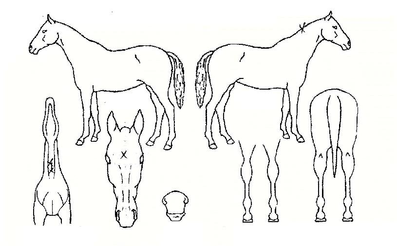 ÇØÇÇ¿£µùÀÇ Ãø¸é,¿ì¸é,µÞ¸é,µÎ»ó,´Ù¸®ÀÇ Æ¯Â¡µµÇØ