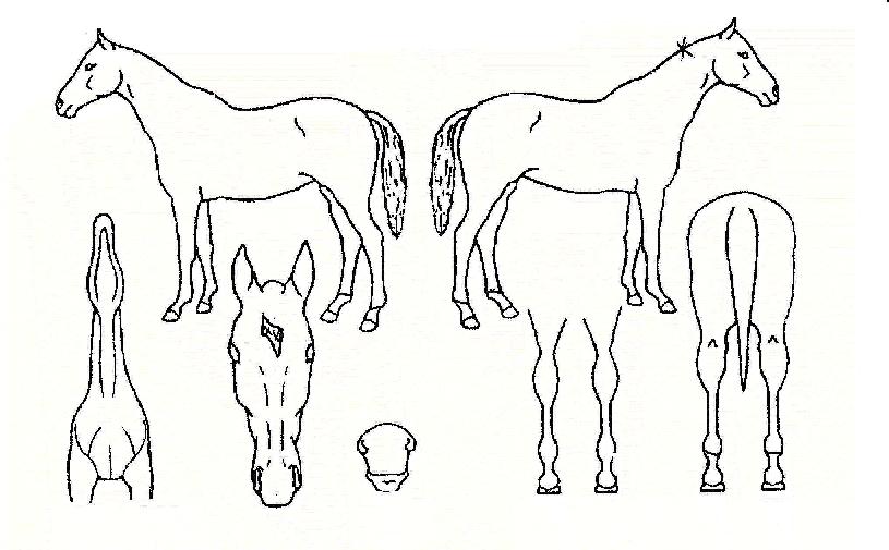 ¾Æ¶ó¸®¿ÀÀÇ Ãø¸é,¿ì¸é,µÞ¸é,µÎ»ó,´Ù¸®ÀÇ Æ¯Â¡µµÇØ