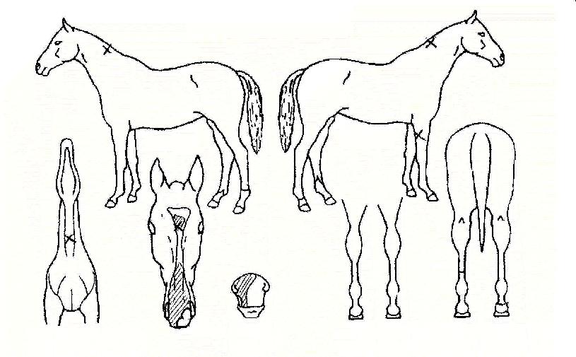 ���Ѽ����� ����,���,�޸�,�λ�,�ٸ��� Ư¡����