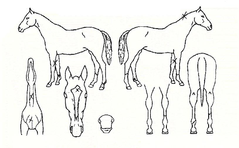 �����ڸ��� ����,���,�޸�,�λ�,�ٸ��� Ư¡����