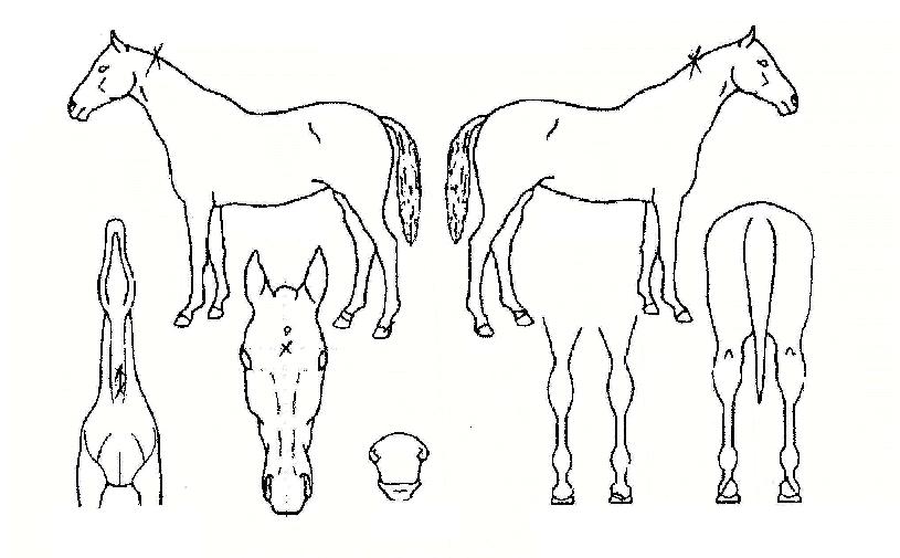 ÄڷγªÀÇ Ãø¸é,¿ì¸é,µÞ¸é,µÎ»ó,´Ù¸®ÀÇ Æ¯Â¡µµÇØ