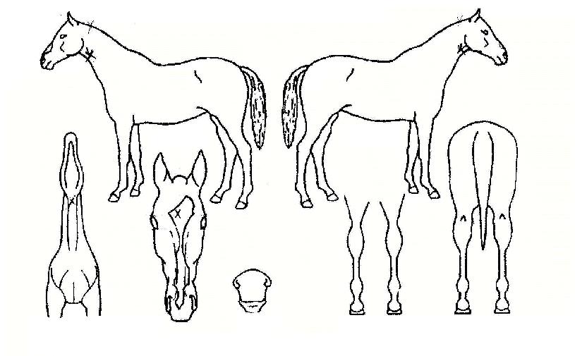 �Ϸ��̼��� ����,���,�޸�,�λ�,�ٸ��� Ư¡����