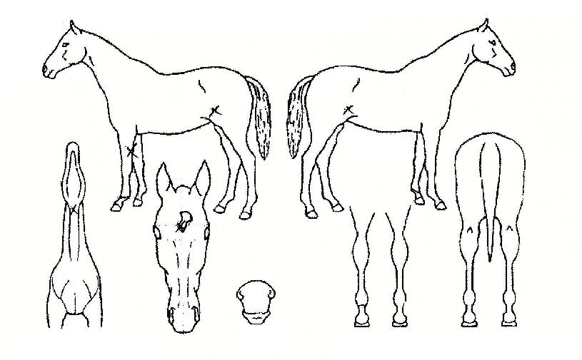 ¼ÖÇâÀÇ Ãø¸é,¿ì¸é,µÞ¸é,µÎ»ó,´Ù¸®ÀÇ Æ¯Â¡µµÇØ