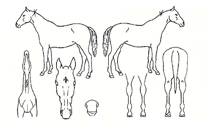 °±ÇÀÇ Ãø¸é,¿ì¸é,µÞ¸é,µÎ»ó,´Ù¸®ÀÇ Æ¯Â¡µµÇØ