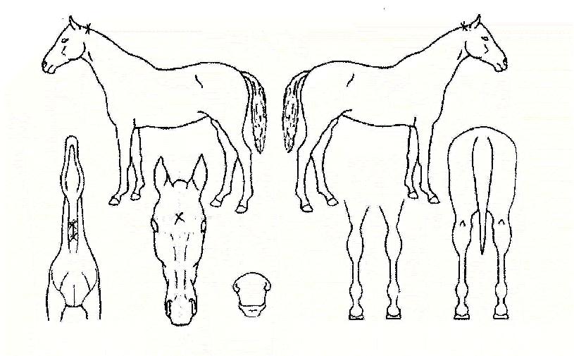 �±ع����� ����,���,�޸�,�λ�,�ٸ��� Ư¡����