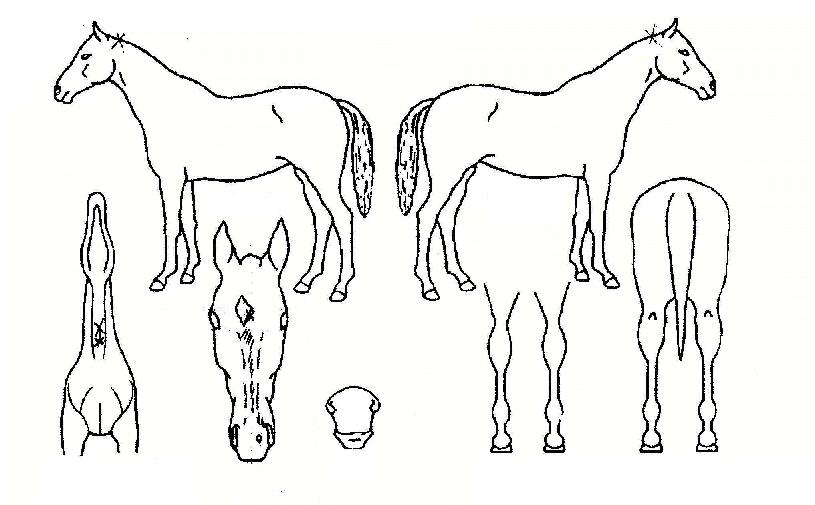 �ְ��ǽ����� ����,���,�޸�,�λ�,�ٸ��� Ư¡����