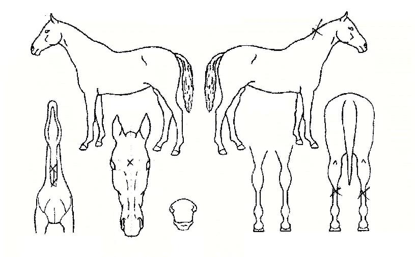 Ç︮¿À½ºÀÇ Ãø¸é,¿ì¸é,µÞ¸é,µÎ»ó,´Ù¸®ÀÇ Æ¯Â¡µµÇØ