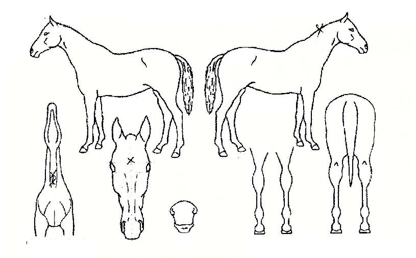 ¹èƲÈ÷¾î·ÎÀÇ Ãø¸é,¿ì¸é,µÞ¸é,µÎ»ó,´Ù¸®ÀÇ Æ¯Â¡µµÇØ