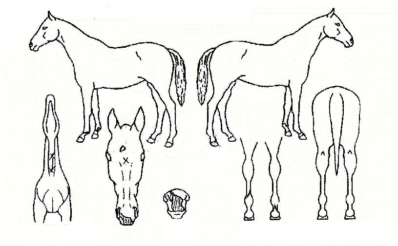 ±×·¹ÀÌ°í½ºÆ®ÀÇ Ãø¸é,¿ì¸é,µÞ¸é,µÎ»ó,´Ù¸®ÀÇ Æ¯Â¡µµÇØ