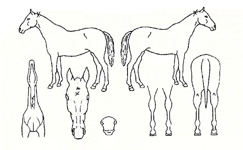 �׼��콺�� ����,���,�޸�,�λ�,�ٸ��� Ư¡����