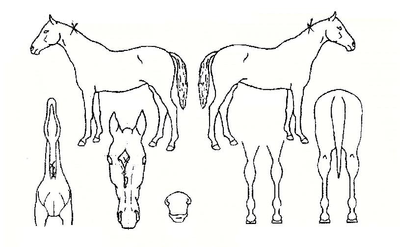 ¶ó½ºÆ®À§³ÊÀÇ Ãø¸é,¿ì¸é,µÞ¸é,µÎ»ó,´Ù¸®ÀÇ Æ¯Â¡µµÇØ