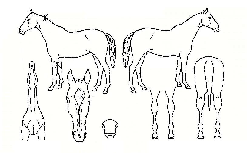 Å©·¹ÆêÃ÷¿ùµåÀÚ¸¶ÀÇ Ãø¸é,¿ì¸é,µÞ¸é,µÎ»ó,´Ù¸®ÀÇ Æ¯Â¡µµÇØ