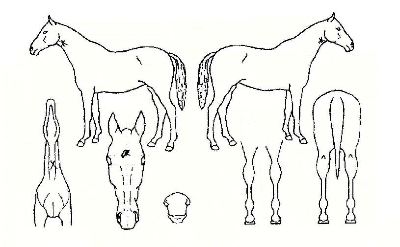 ¿¬½Â¸ôÀÌÀÇ Ãø¸é,¿ì¸é,µÞ¸é,µÎ»ó,´Ù¸®ÀÇ Æ¯Â¡µµÇØ