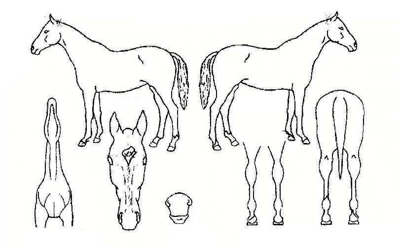 ��󺸿��� ����,���,�޸�,�λ�,�ٸ��� Ư¡����