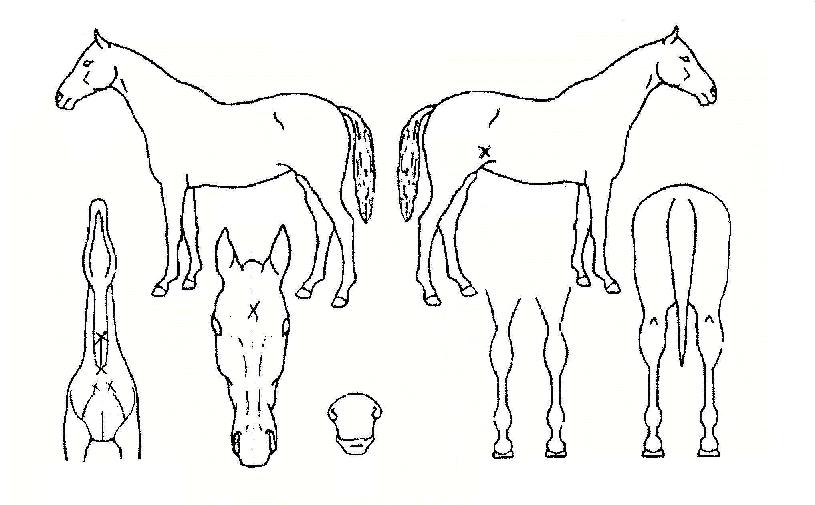 ĳ���ú�Ʈ�� ����,���,�޸�,�λ�,�ٸ��� Ư¡����