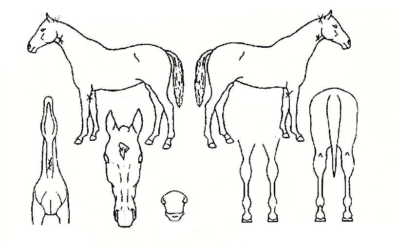 Á¤»óµµ¾àÀÇ Ãø¸é,¿ì¸é,µÞ¸é,µÎ»ó,´Ù¸®ÀÇ Æ¯Â¡µµÇØ