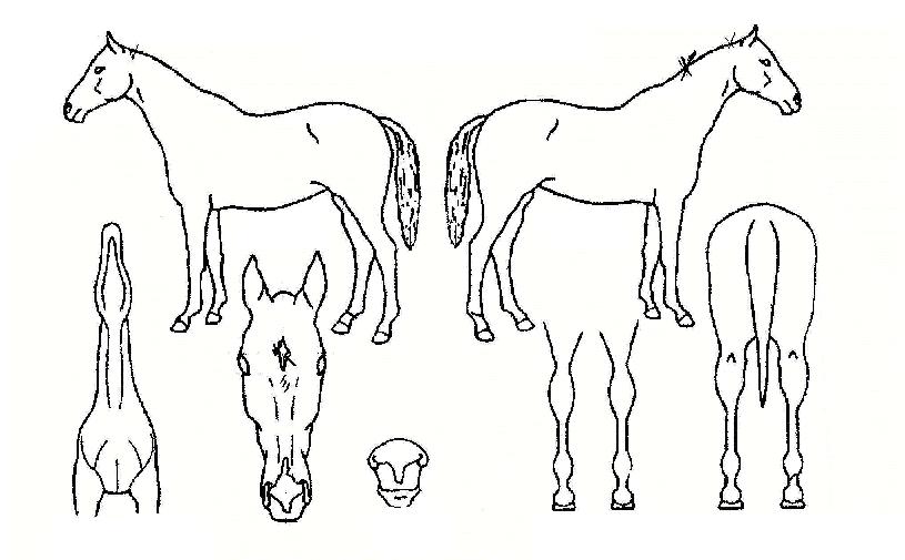 ȫ���� ����,���,�޸�,�λ�,�ٸ��� Ư¡����