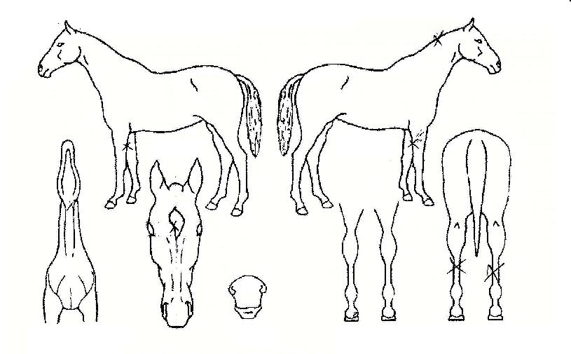 ½º¸¶Æ®º¸ÀÌÀÇ Ãø¸é,¿ì¸é,µÞ¸é,µÎ»ó,´Ù¸®ÀÇ Æ¯Â¡µµÇØ