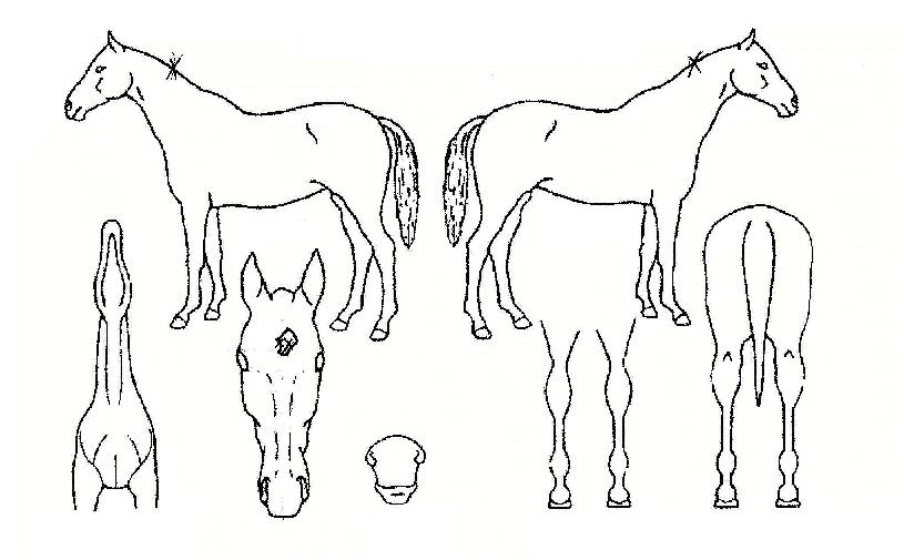 º£½ºÆ®¼¿·¯ÀÇ Ãø¸é,¿ì¸é,µÞ¸é,µÎ»ó,´Ù¸®ÀÇ Æ¯Â¡µµÇØ