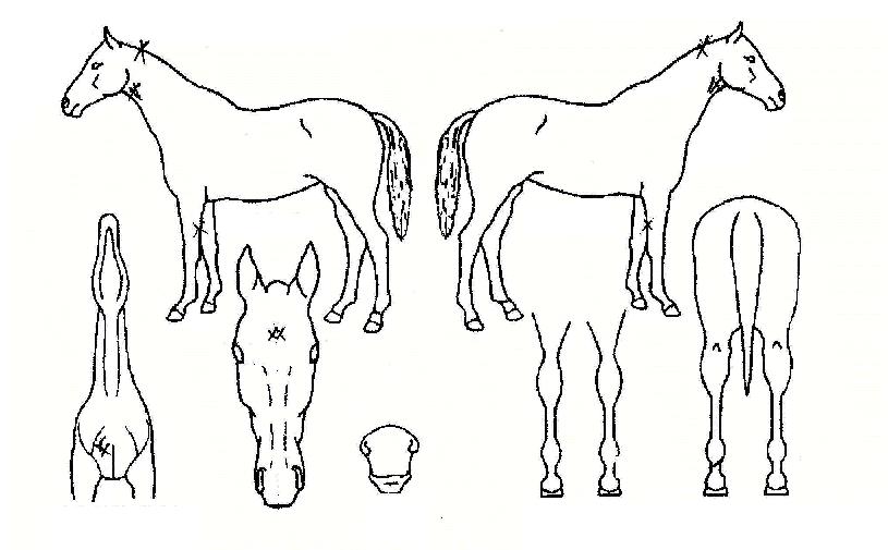 ���ö��̾�Ʈ�� ����,���,�޸�,�λ�,�ٸ��� Ư¡����