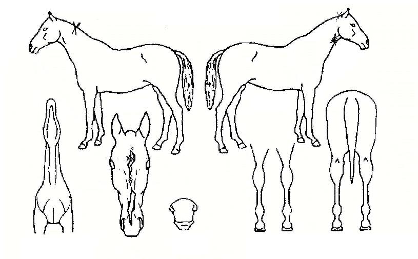 �Ⱑ����Ʈ�� ����,���,�޸�,�λ�,�ٸ��� Ư¡����