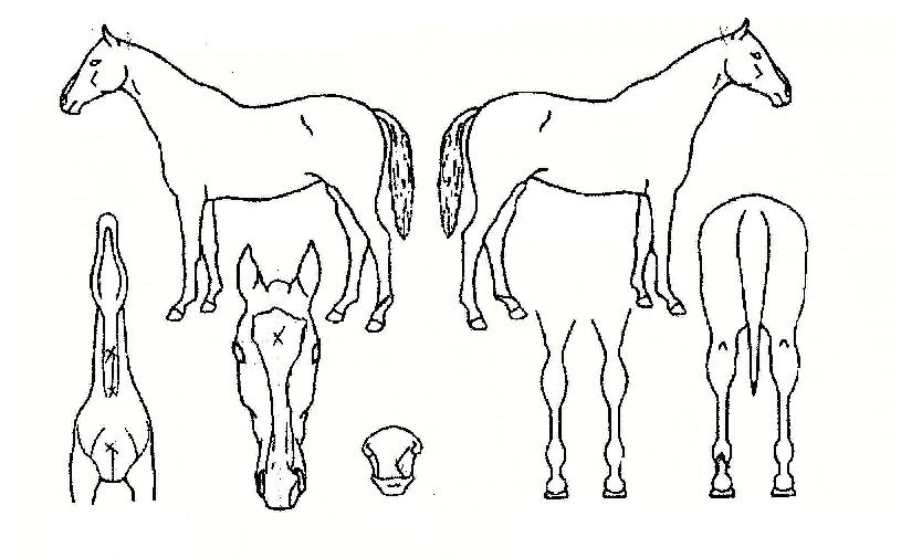 ºêÀ̱ÂÀÇ Ãø¸é,¿ì¸é,µÞ¸é,µÎ»ó,´Ù¸®ÀÇ Æ¯Â¡µµÇØ