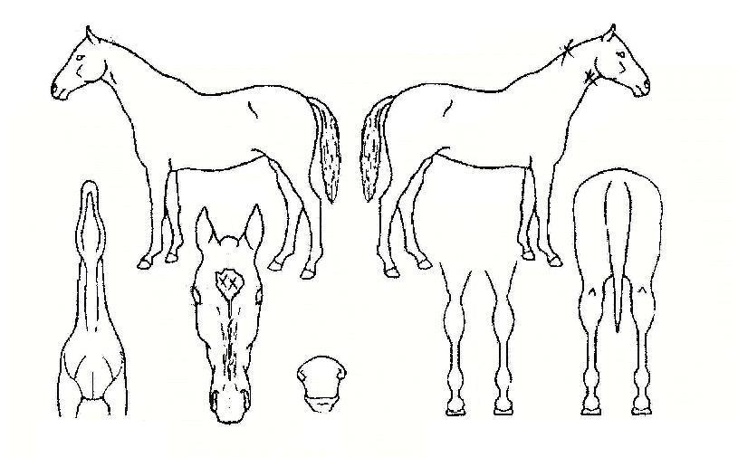 ÆÛÆåÆ®½ºÅ¸ÀÇ Ãø¸é,¿ì¸é,µÞ¸é,µÎ»ó,´Ù¸®ÀÇ Æ¯Â¡µµÇØ