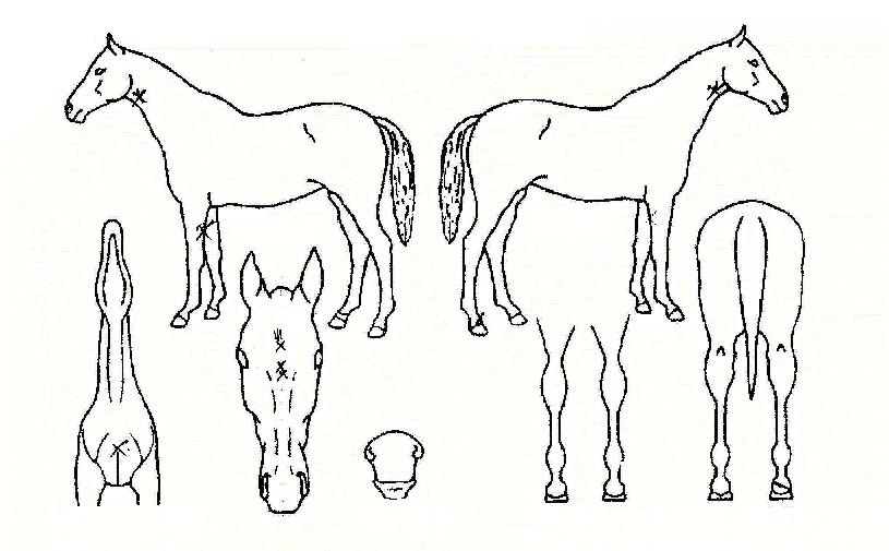 ¸¶·çÇÑÀÇ Ãø¸é,¿ì¸é,µÞ¸é,µÎ»ó,´Ù¸®ÀÇ Æ¯Â¡µµÇØ