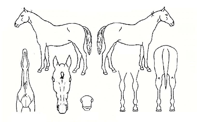 ¸·°¹«ÀûÀÇ Ãø¸é,¿ì¸é,µÞ¸é,µÎ»ó,´Ù¸®ÀÇ Æ¯Â¡µµÇØ