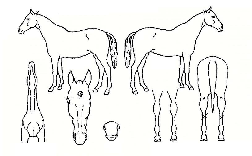 �ְ���ǳ�� ����,���,�޸�,�λ�,�ٸ��� Ư¡����